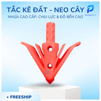 Tắc kê đất neo cây màu đỏ