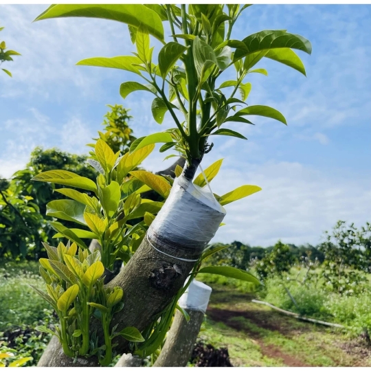 Giấy ghép cây tự hủy 3cm