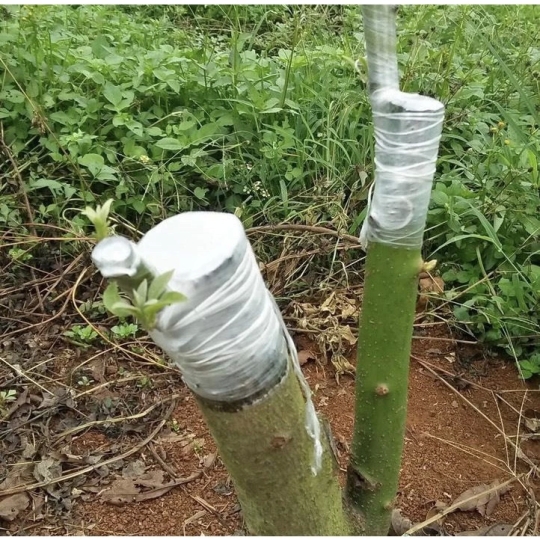 Giấy ghép cây tự hủy 3cm